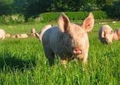 13-20 Kg Mount Grace Pigs