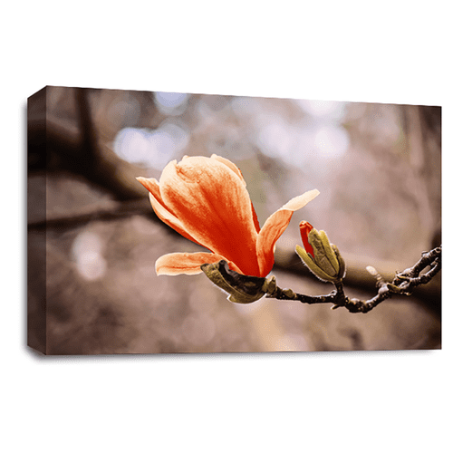 Floral Wall Art Print Orange Cream Rose Framed Canvas Picture Ready to Hang