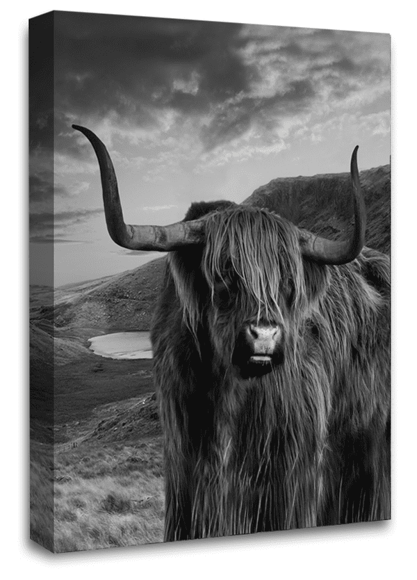 Highland Cow Stag Wall Art Scottish Animal Canvas Picture Print