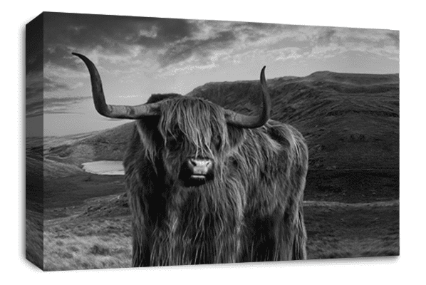 Highland Stag Cow Wall Art Scottish Animal Canvas Picture Print Black White