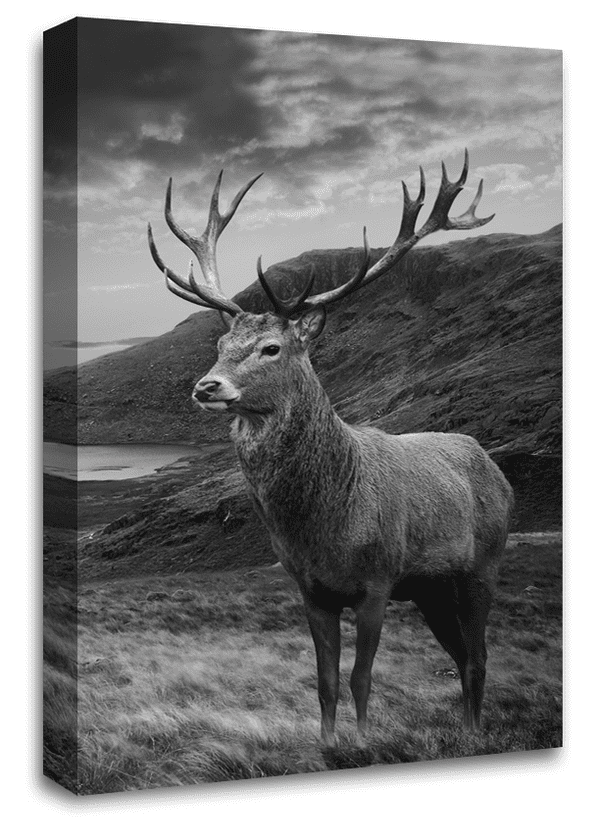 Highland Stag Wall Art Scottish Animal Canvas Picture Print Framed Ready to Hang