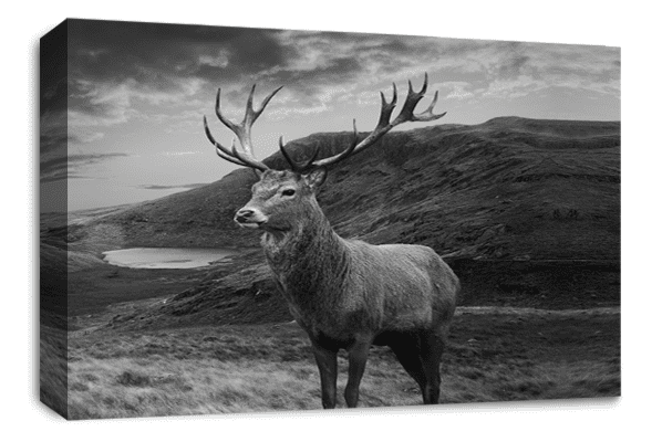 Highland Stag Wall Art Scottish Animal Canvas Picture Print Framed Ready to Hang