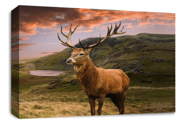 Scottish Highland Stag Wall Art Print Brown Grey White Animal Deer Framed Canvas Panel Picture