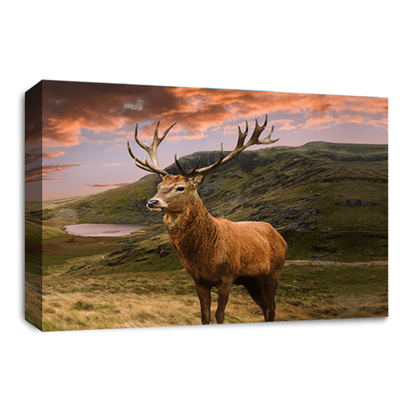 Scottish Highland Stag Wall Art Print Brown Grey White Animal Deer Framed Canvas Panel Picture