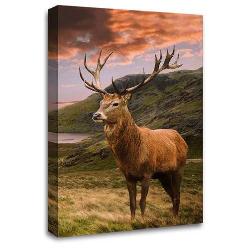 Scottish Highland Stag Wall Art Print Teal Black Grey White Animal Deer Canvas Picture