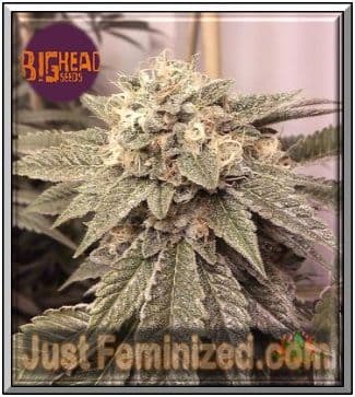 Big Head Grow Report for Fire OG Kush Cannabis Strain is Good