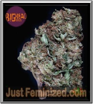 Skywalka Ghost Kush - Trusted Original Marijuana Seeds - by Big Head