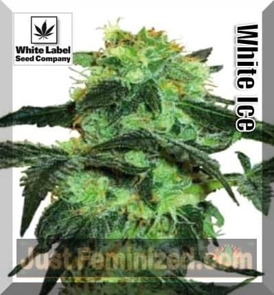 White Label White Ice buy feminised skunk weed seeds online