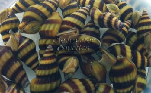 5 + 1 FREE LIVE ASSASSIN SNAIL