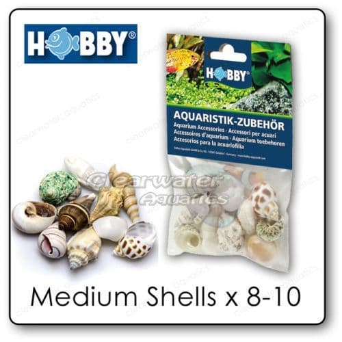 Hobby Medium Snail Shells (Pack of 10)
