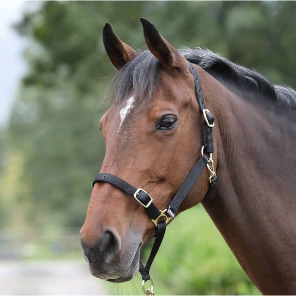 ARMA Control Headcollar