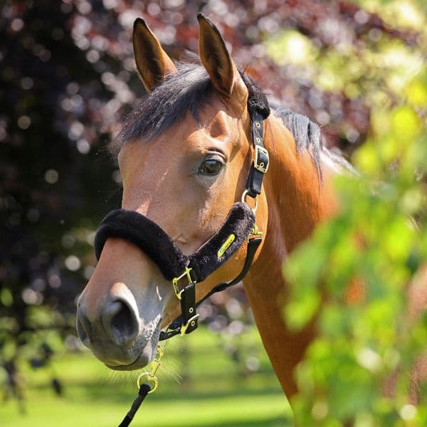 ARMA Faux Fur Headcollar & Lead Rope