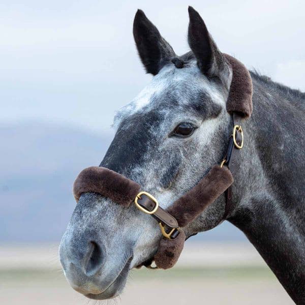 Arma SupaFleece Halter Fleeces - 6 Piece