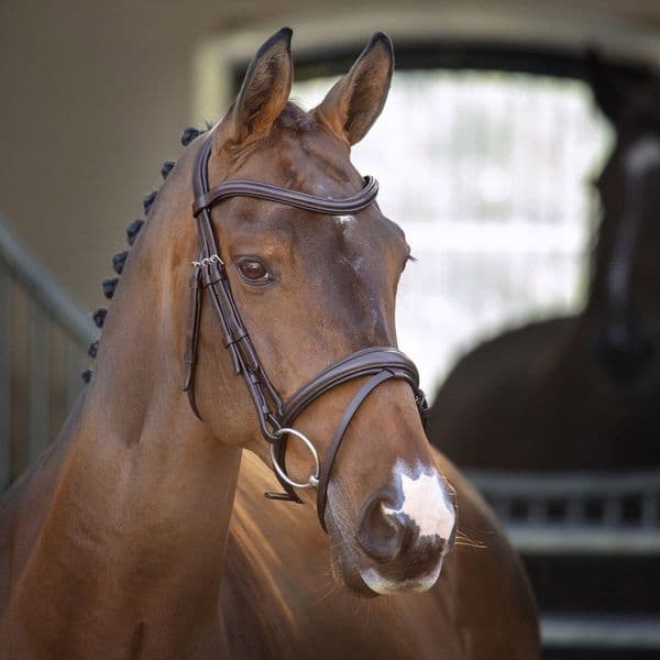 Lusso Padded Raised Flash Bridle