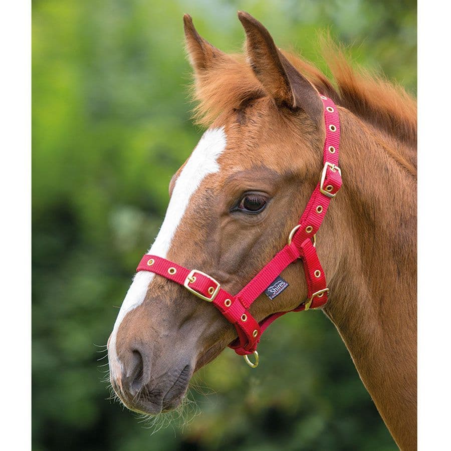 Shires Nylon Foal Slip Nero | Cavezza Per Puledro In Nylon | Taglia Unica Regolabile