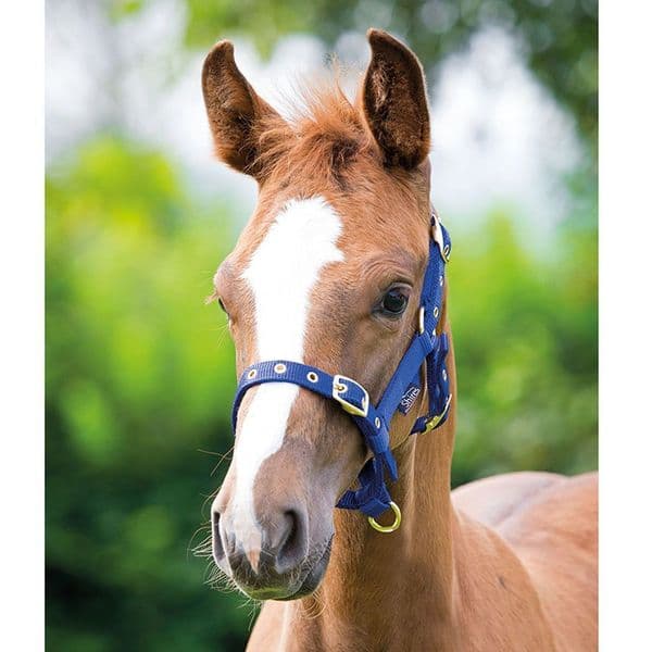 Shires Foal Nylon Headcollar