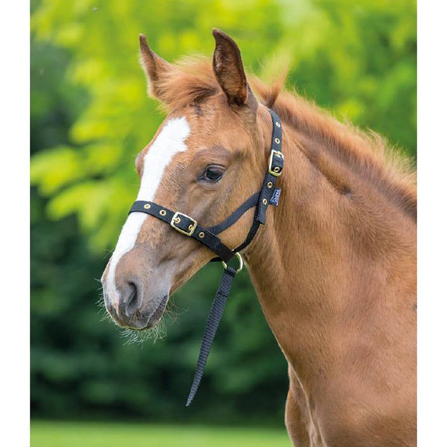 Shires Nylon Foal Slip Nero | Cavezza Per Puledro In Nylon | Taglia Unica Regolabile