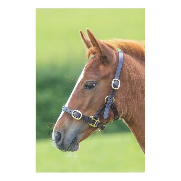 Shires GARA Adjustable Leather Headcollar