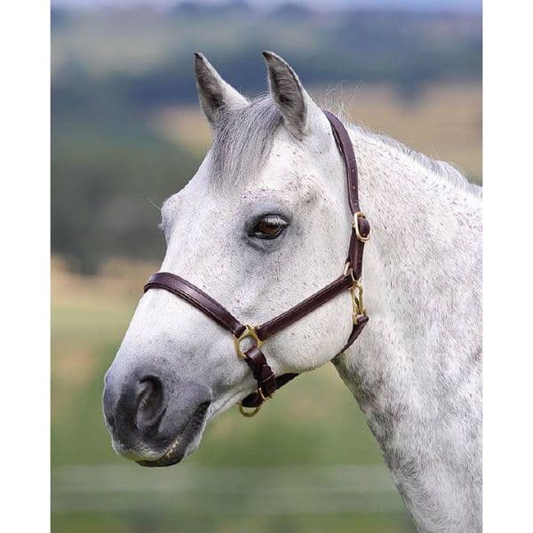 Shires GARA Ragley Lined Leather Headcollar