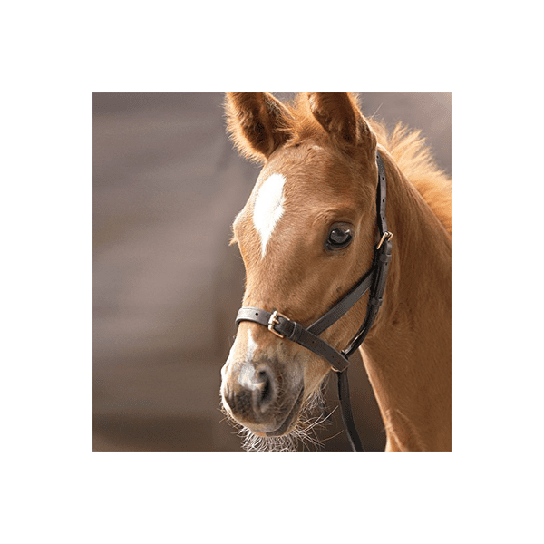Shires Leather Foal Slip