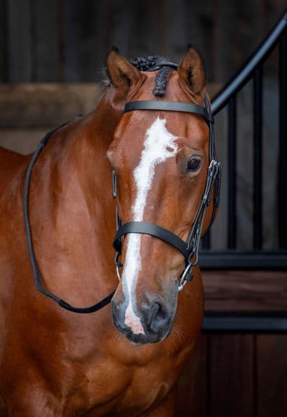 Shires RAPIDA Hunter Cavesson Bridle
