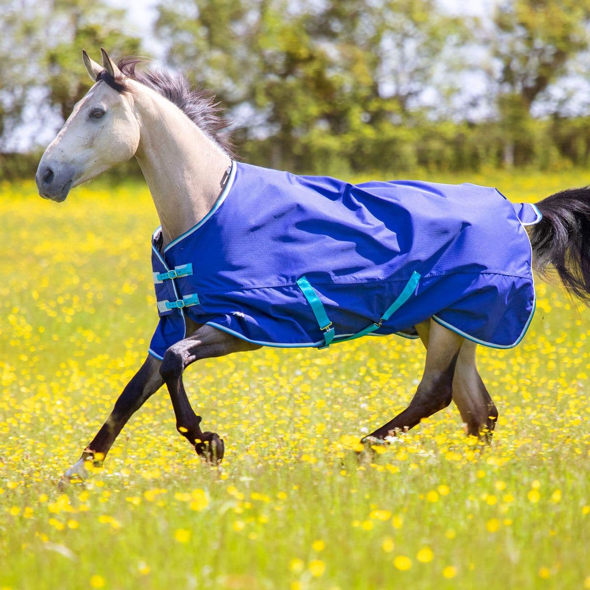 Tempest Original Cialda Coperta per Cavalli - acquista su
