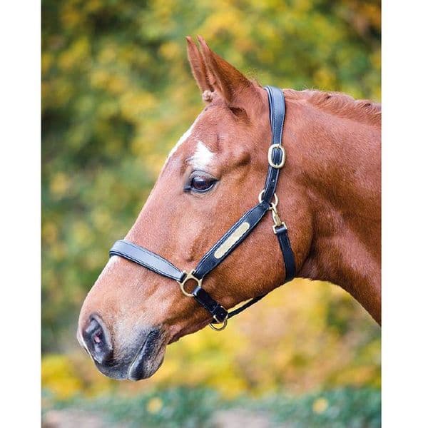 shires velociti headpiece