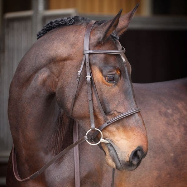 Shires Velociti GARA Raised Cavesson Bridle
