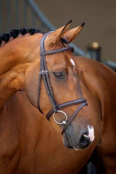 Shires Velociti RAPIDA Padded Raised Flash Bridle