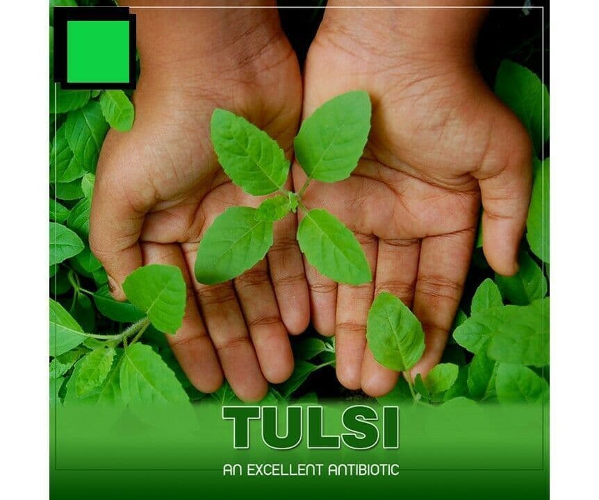 100 Indian Bangladeshi White Holy Tulsi Basil Seeds King Herb Health