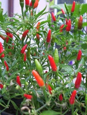 20 All Season Asian INDIAN Hot Bird's eye Chilli, Kasa Morich Seeds পোক মরিচ