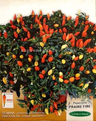 25 All Season ITALIAN Hot Rainbow Chilli, 3 Colour Kasa Morich Seeds কাঁচা মরিচ