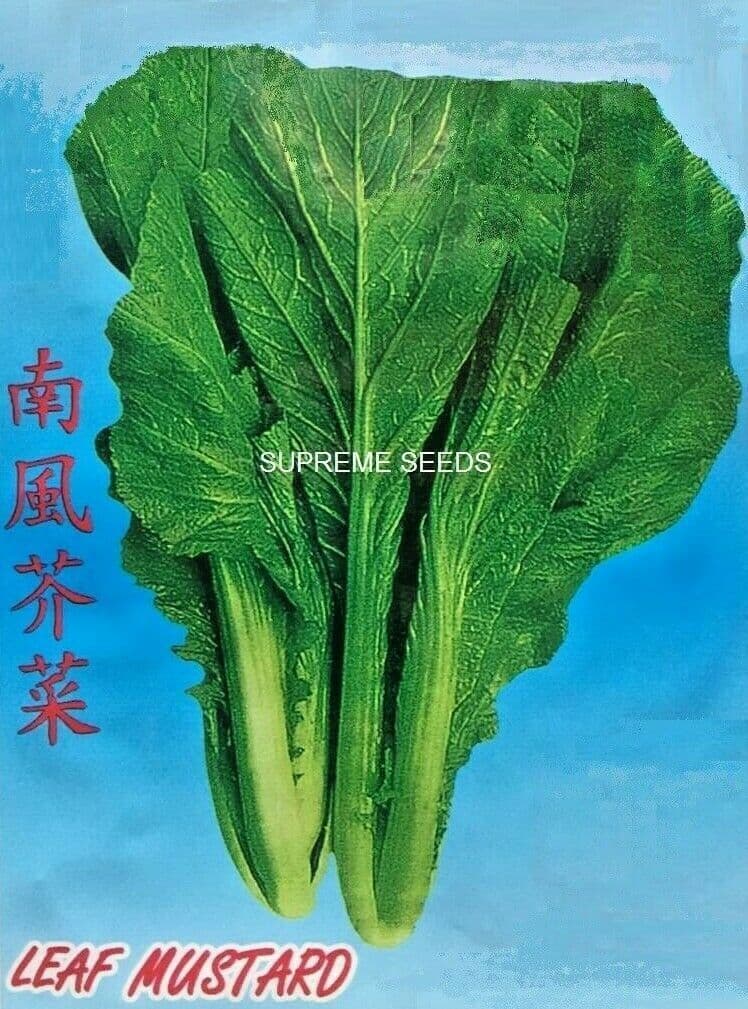 All Season Asian Thai Leaf Mustard Chinese Leaf Mustard Gai Choy 400 Seeds h
