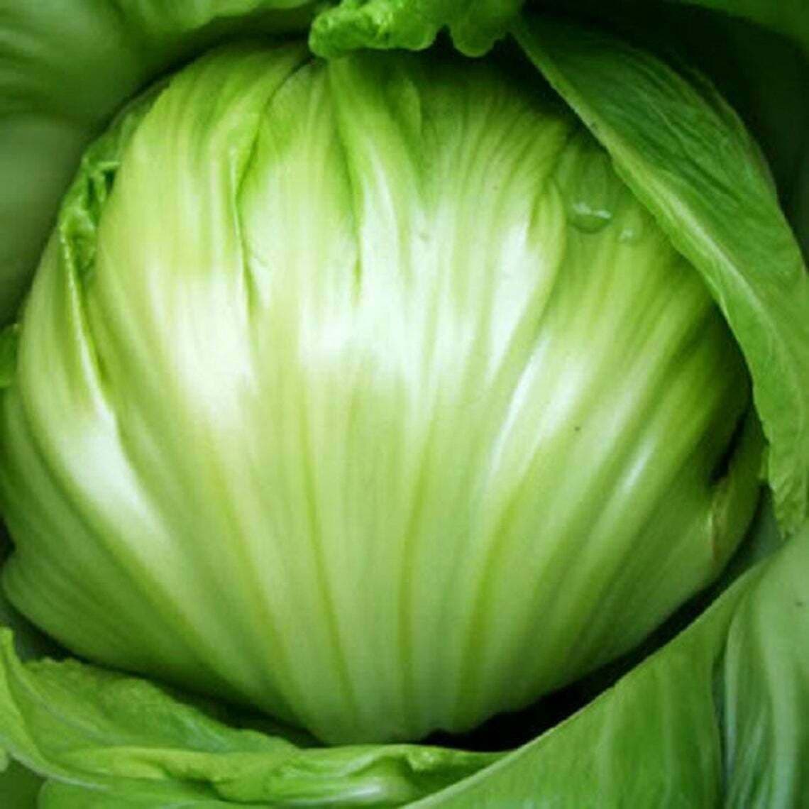 All Season Asian Thai Mustard Chinese Mustard GREENBALL Gai Choy 400 Seeds