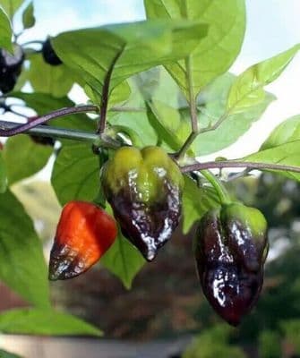 All Season Bangladeshi Seeds Kala Naga Moris Ghost Pepper Bhut Jolokia নাগা মরিচ