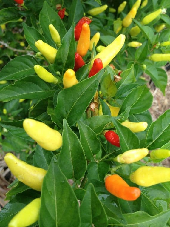 All Season - Thai, Bangladeshi Seeds, White Chilli, Morich দুধ মরিচ 15 Seeds