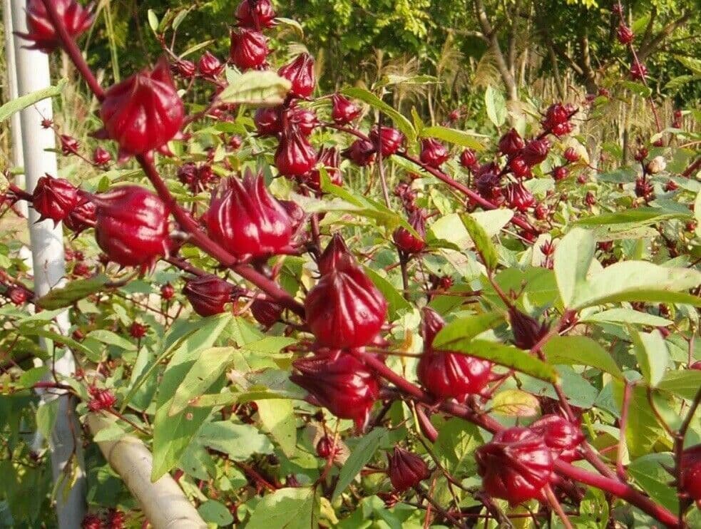 Asian Bangladeshi Seeds Roselle Rosella Hibiscus Hoilfa Chukur Gongura