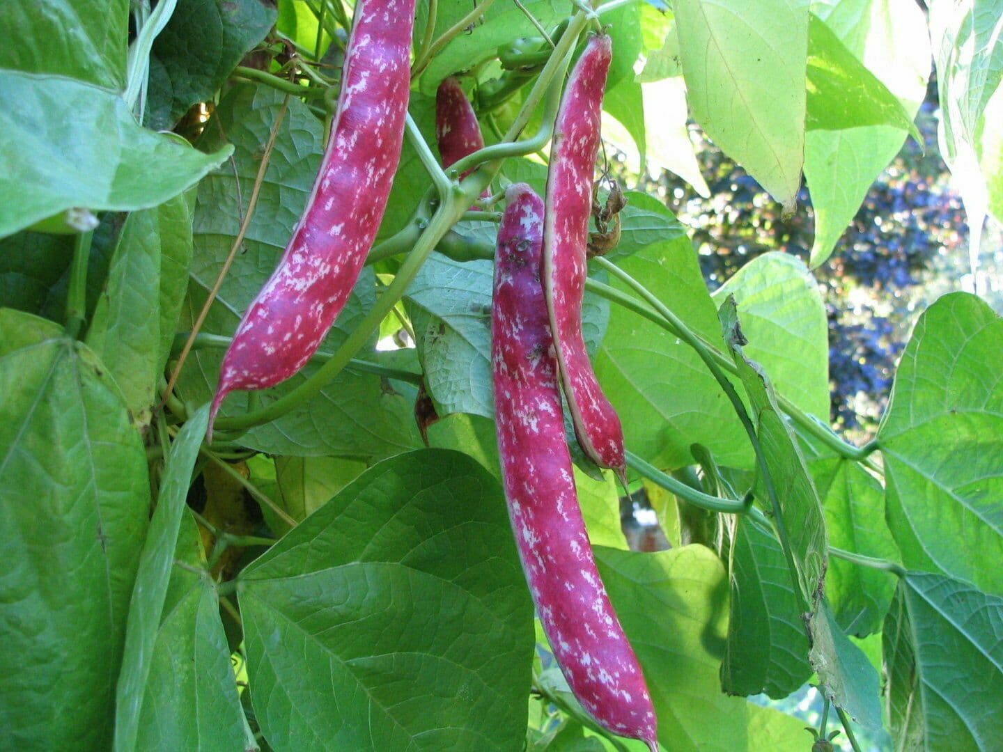Asian Vegetable French Bean Seeds Forash Borlotto Borlotti 10 seeds