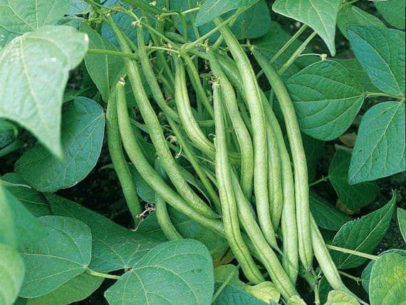 Asian Vegetable French Bean Seeds Forash Uri seam 20 seeds