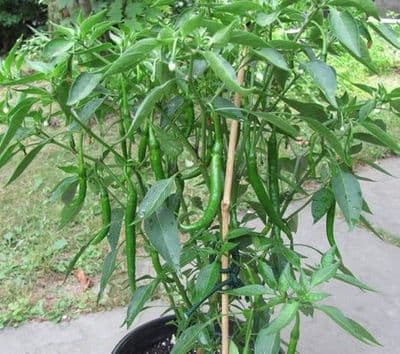 Bangladeshi Bogora Hot Green Chilli, Kasa Morich / বগুড়ার কাঁচা মরিচ 25 Seeds