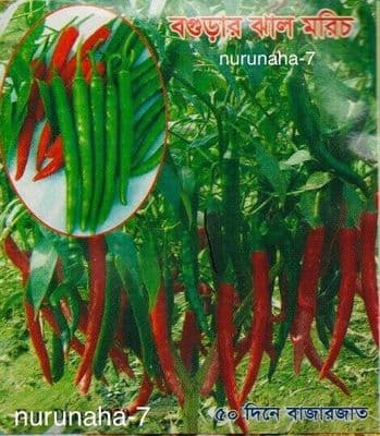 Bangladeshi Bogora Hot Green Chilly, Kasa Morich / বগুড়ার কাঁচা মরিচ 25 Seeds