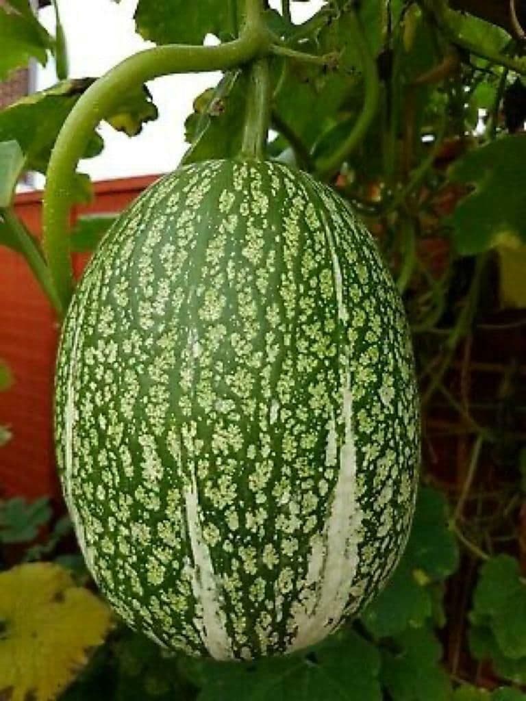 Bangladeshi Chinese Kumra Melon Fig-leaf Gourd or Malabar Gourd 10 seeds
