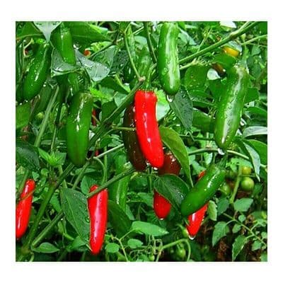 Bangladeshi Hot Bullet Green Chilly, Kasa Morich / বুলেট কাঁচা মরিচ 30 Seeds