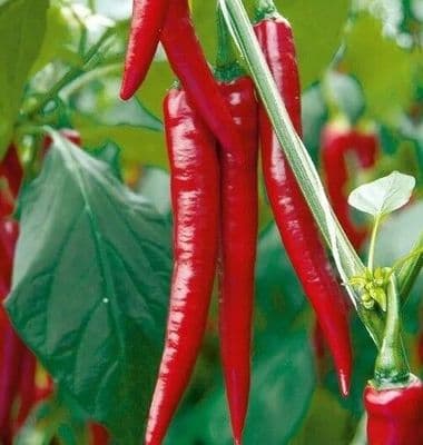 Bangladeshi Hot Green Chilly, Kasa Morich / মরিচ। কাঁচা মরিচ 30 Seeds