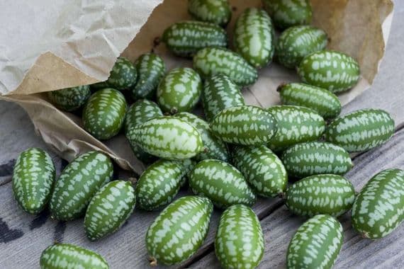 Bangladeshi Vegetable Cucamelon Cucumber Khira 100 Organic Easy Grow 20 ...