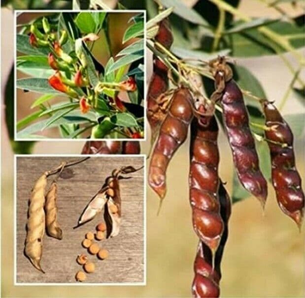 Bangladeshi Vegetable Pigeon Bean Pigeon Pea ; ; 15 Seeds