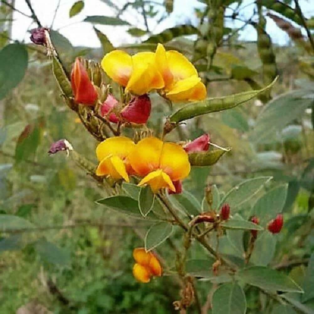 Bangladeshi Vegetable Pigeon Bean Pigeon Pea ; ; 15 Seeds
