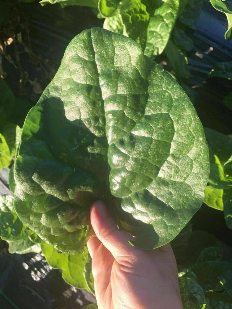 Bangladeshi Vegetable Poi Shak Pui Sak Malabar Spinach High Yield 40 Seeds