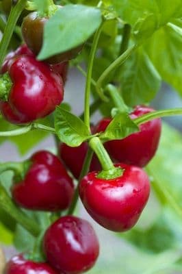 Bangladeshi Vegetable Seeds Hot Chilli Pepper, Red Cherry Bomb Chilli 15 Seeds