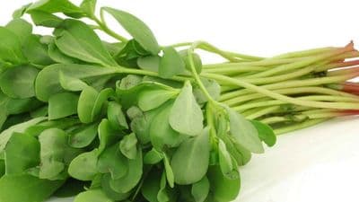 Bangladeshi Vegetable Seeds Nuna Sak, Seri, Sedi Shak, ছেড়ি শাক,নুনওয়া শাক HQ